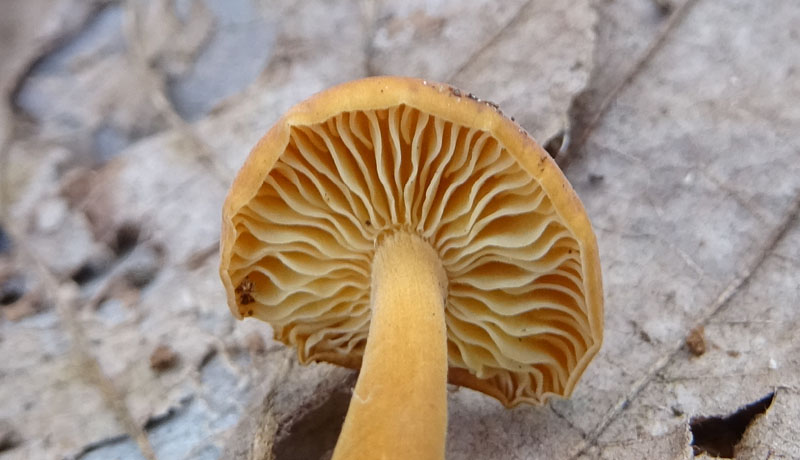 Flammulina velutipes - Physalacriaceae